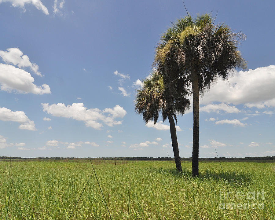 Florida Prairie Photograph by Joanne McCurry