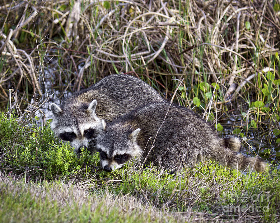Florida Raccoons Photograph by Ronald Lutz