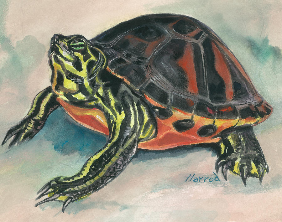Turtle Painting - Florida Red-bellied Slider by Karen Harrod