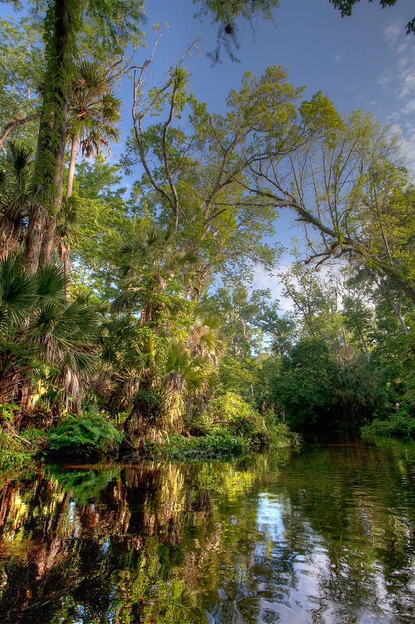 Florida River Morning Photograph by W Chris Fooshee