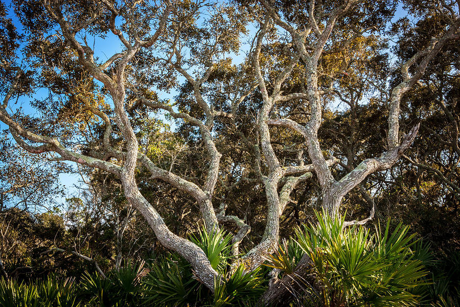 Nature Photograph - Florida Scrub Oaks Painted   by Rich Franco
