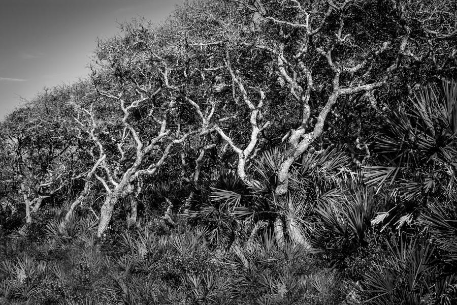 Florida Scrub Oaks Painted BW  Photograph by Rich Franco