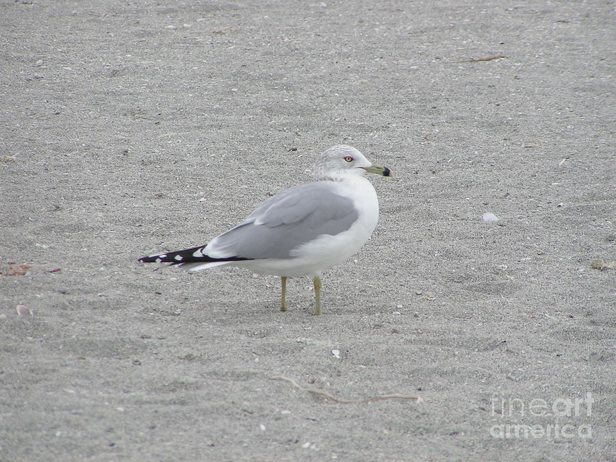 Seagull Photograph - Florida Seagull by Tracy L Teeter 