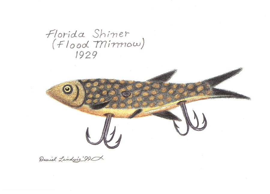 Florida Shiner or Flood Minnow 1929 Drawing by Daniel Lindvig Fine