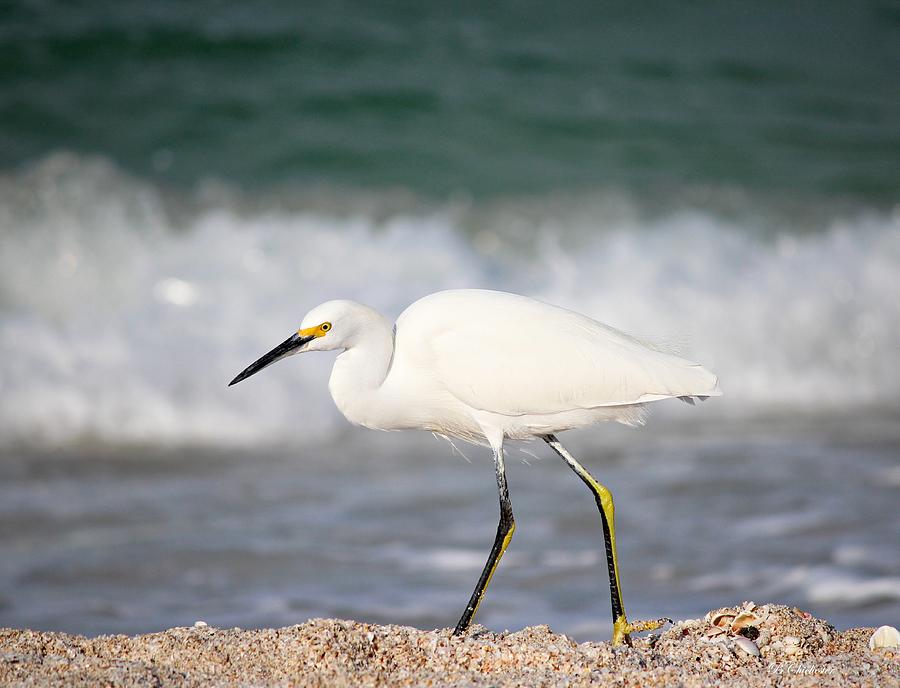 Florida Snowy Egret Photograph by Barbara Chichester