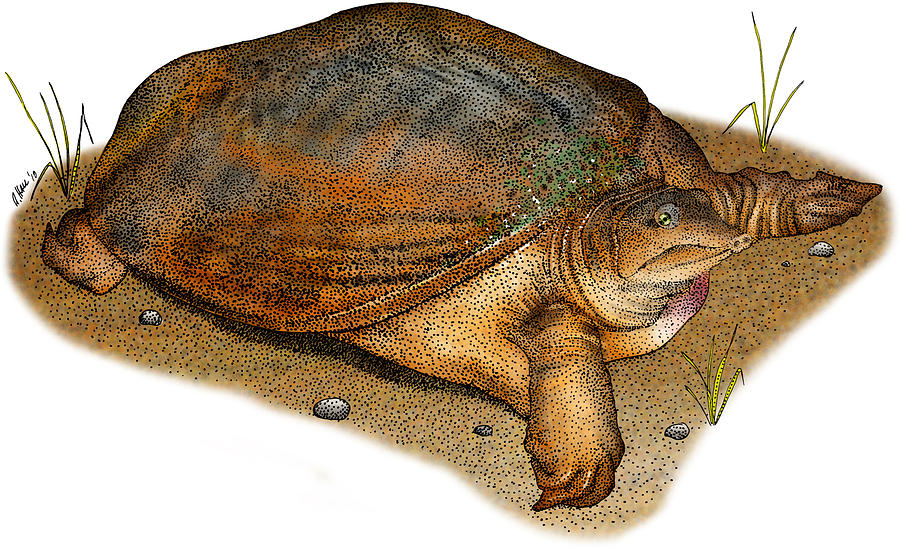 Florida Softshell Turtle Photograph by Roger Hall