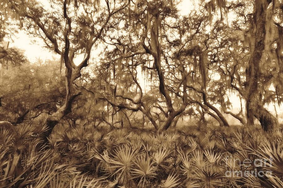 Florida spanish moss and bush palmetto Photograph by Dan Friend