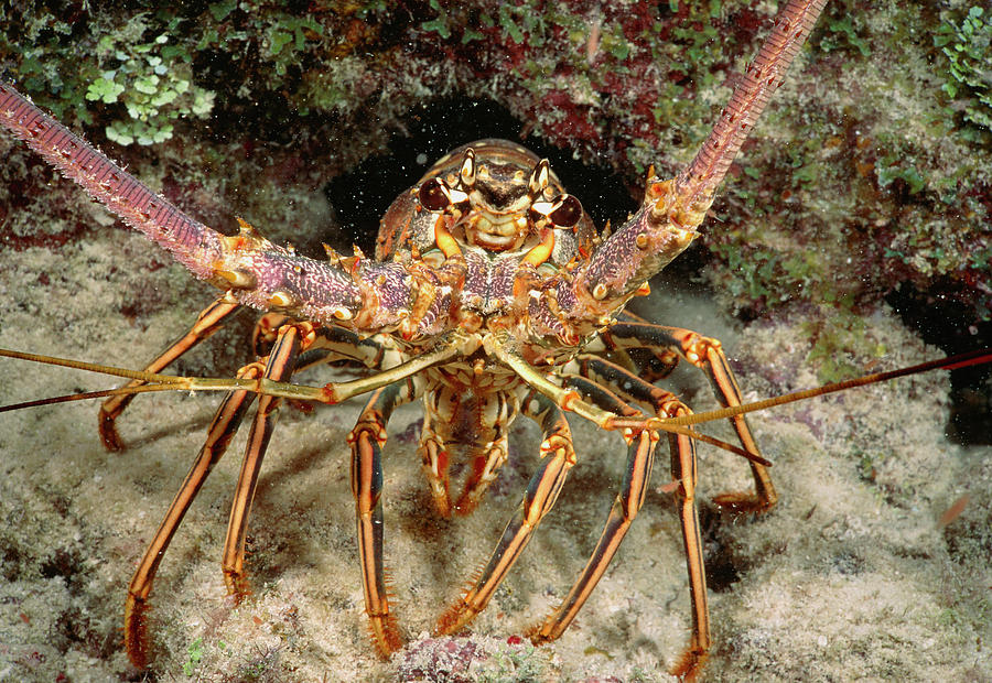 Florida Spiny Lobster Photograph by Jim Edds/science Photo Library