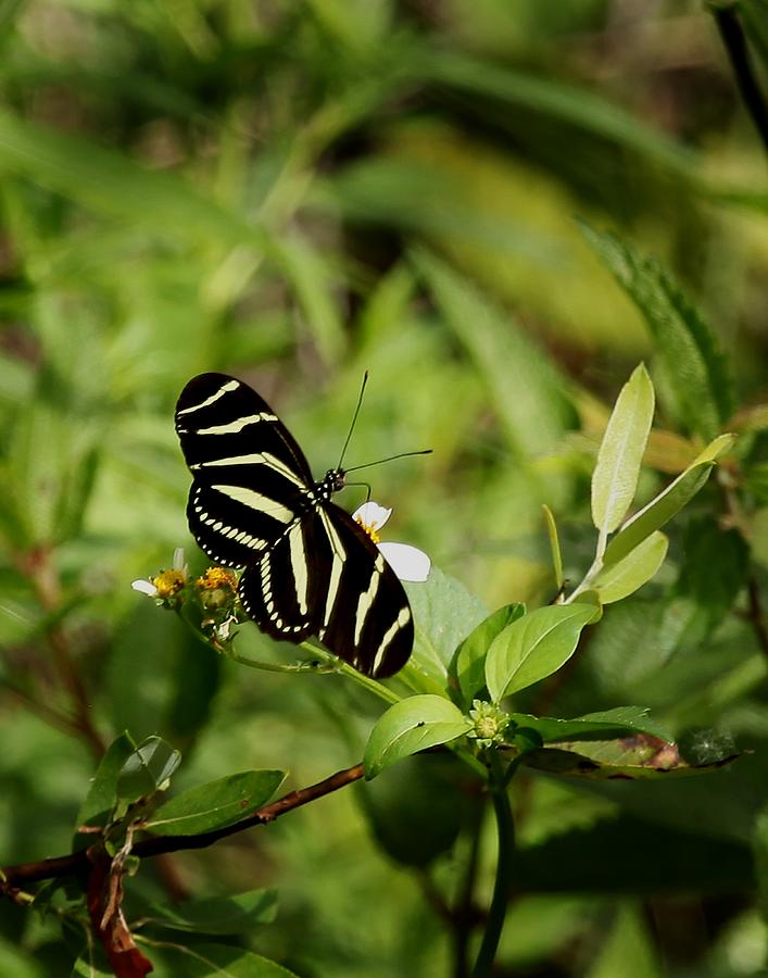 Florida State Butterfly Photograph by Joseph G Holland