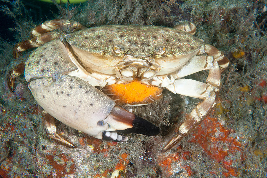 Florida Stone Crab Photograph by Andrew J. Martinez