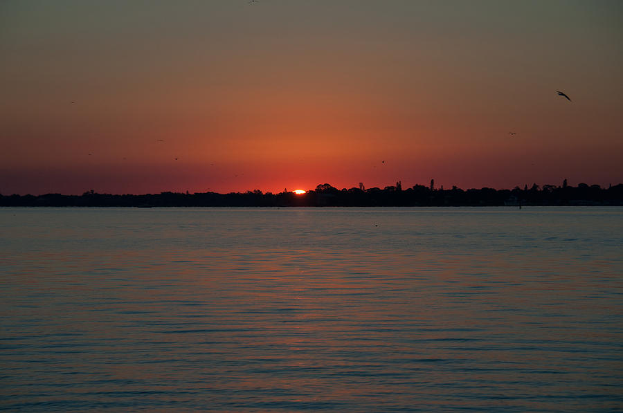 Florida Sunrise Photograph by John Black