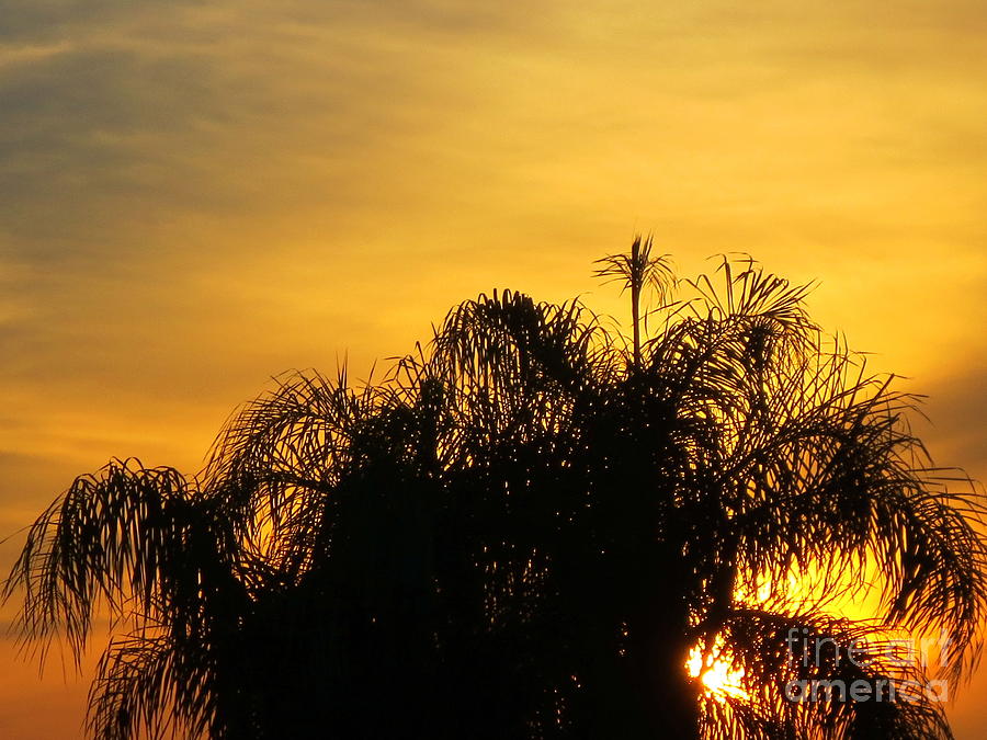 Florida Sunset ll. Photograph by Robert Birkenes