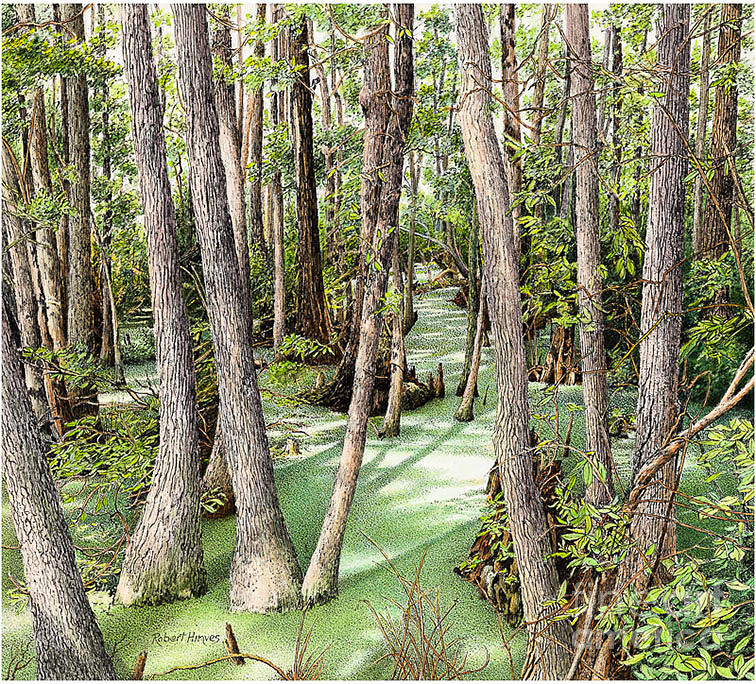Florida Swamp Painting by Robert Hinves