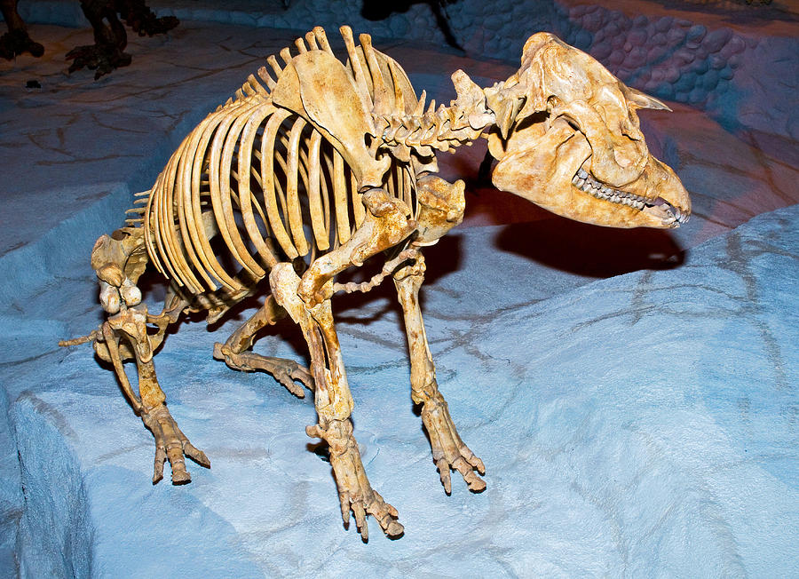 Florida Tapir Fossil Photograph by Millard H. Sharp - Fine Art America