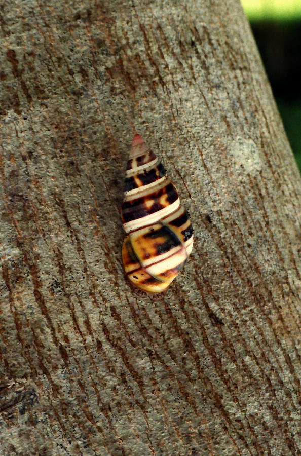 Florida Tree Snail. Everglades N.P. Photograph by Chris  Kusik