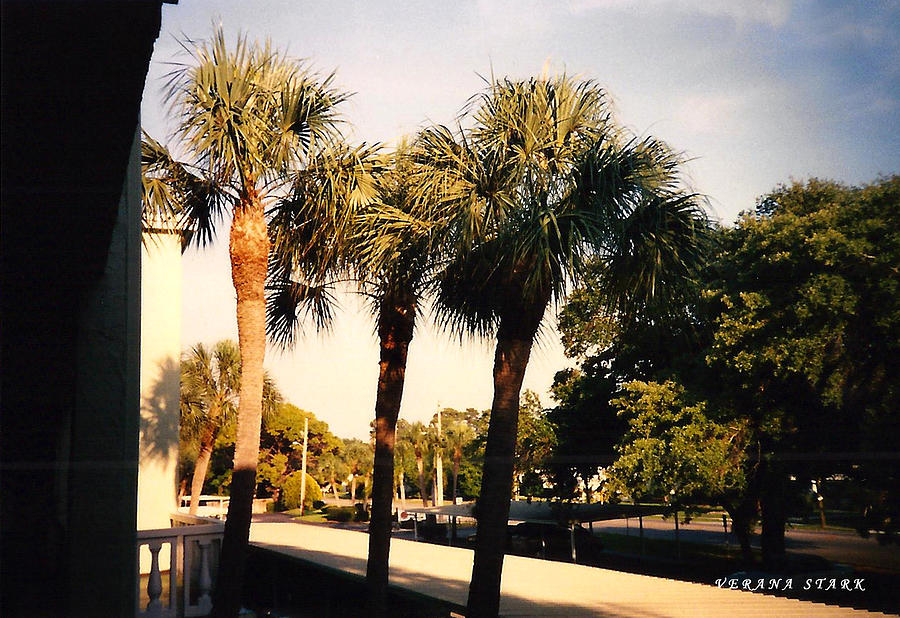 Florida Trees 2 Photograph by Verana Stark