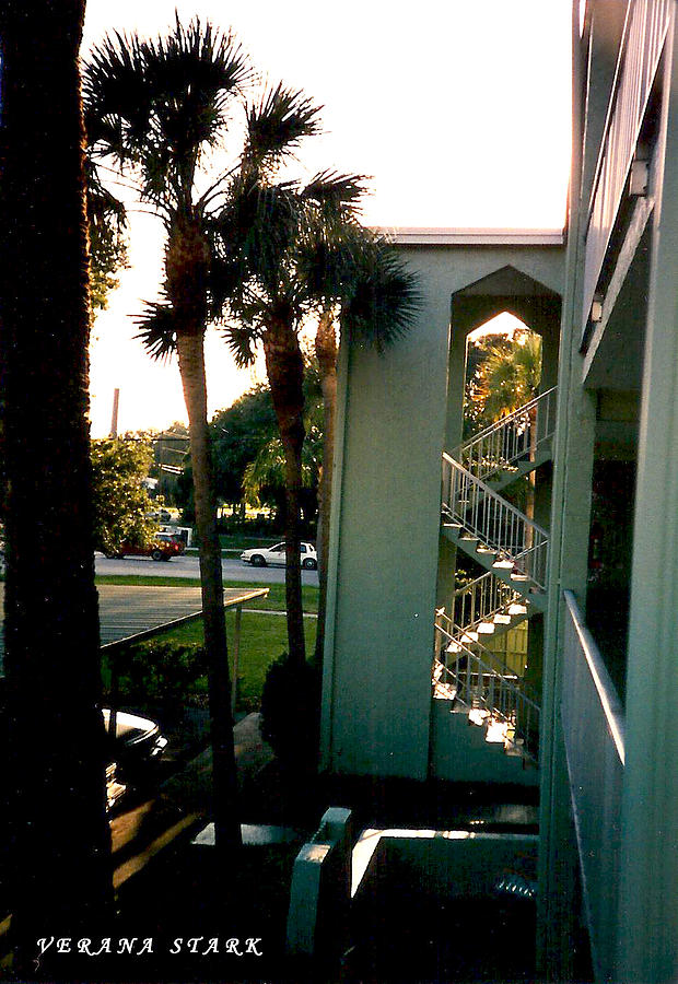 Florida Trees 3 Photograph by Verana Stark