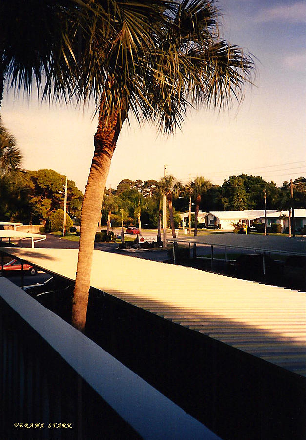 Florida Trees 4 Photograph by Verana Stark