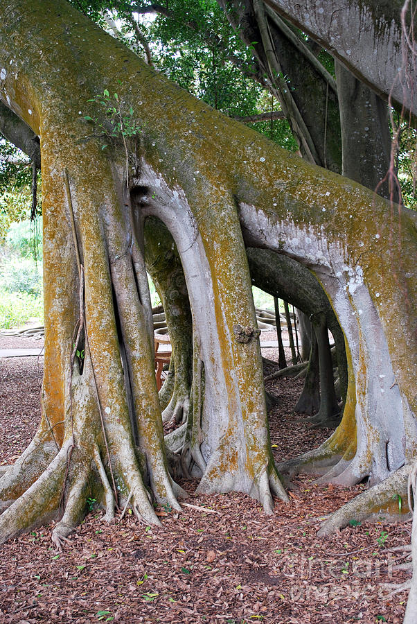 Florida Trees Photograph
