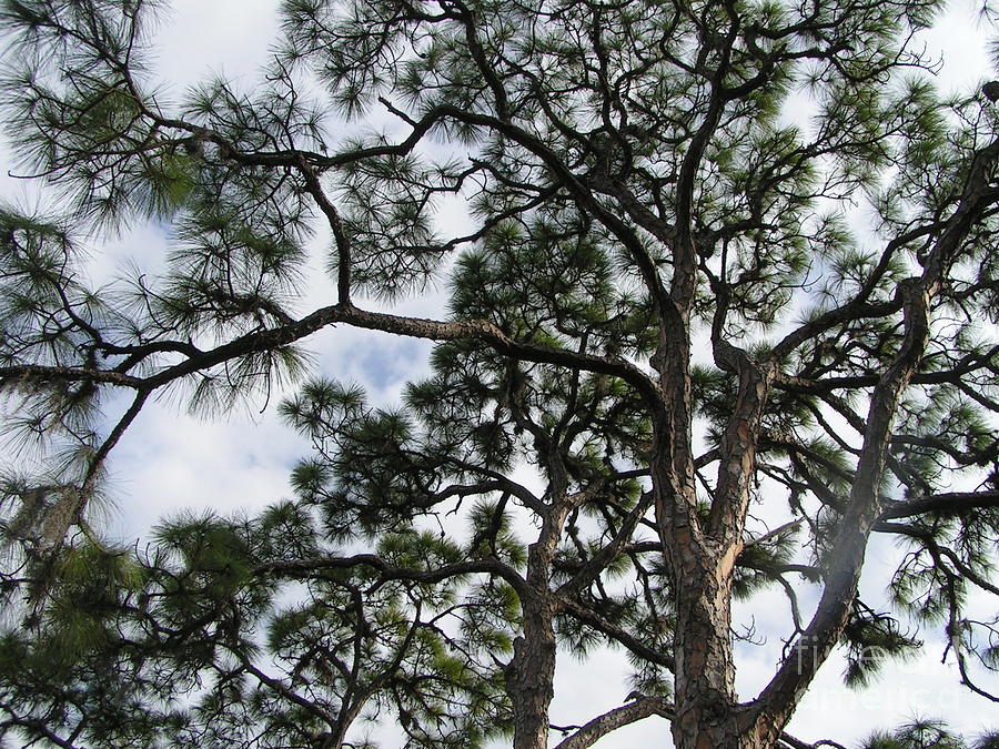 Florida Trees Sky Photograph by Tracy L Teeter 