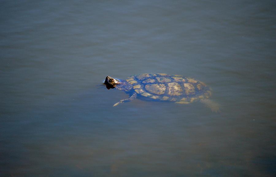 Turtle Photograph - Florida Turtle by Linda Kerkau