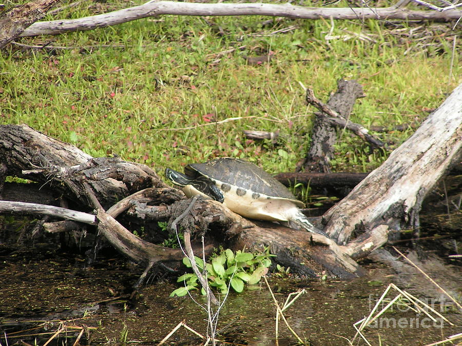 Florida Turtle Photograph by Tracy L Teeter 