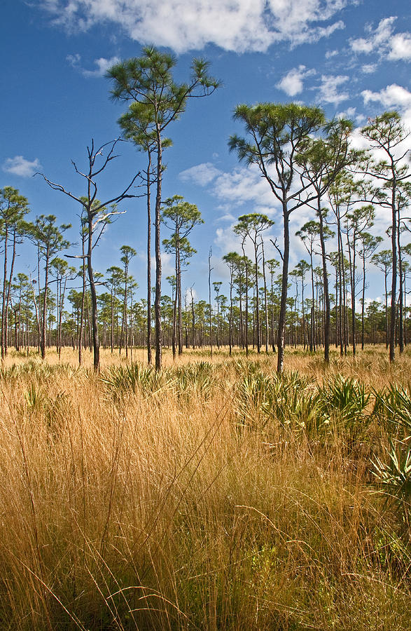 Florida Undeveloped Photograph by Alida Thorpe | Fine Art America