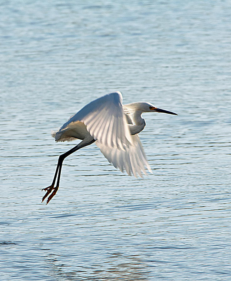 Florida, Venice, Snowy Egret Flying Photograph by Bernard Friel - Fine ...