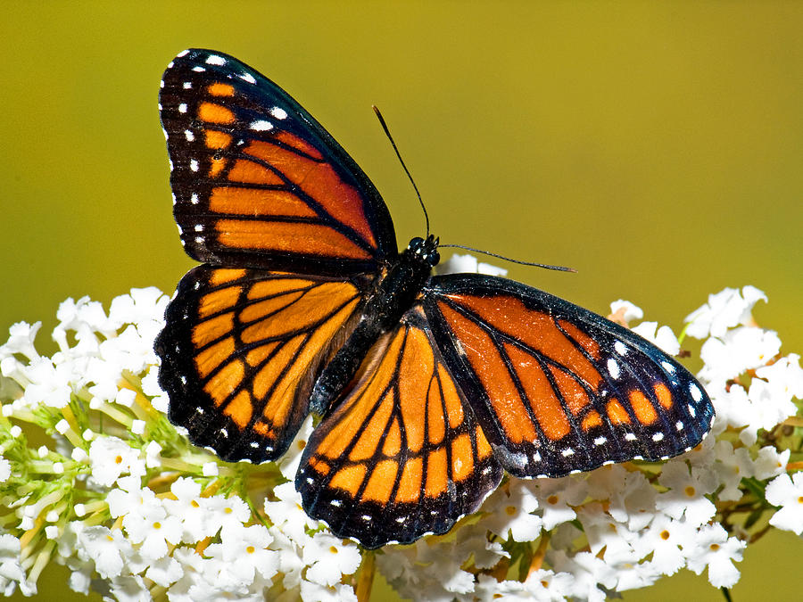 Florida Viceroy Butterfly Photograph by Millard H. Sharp - Fine Art America