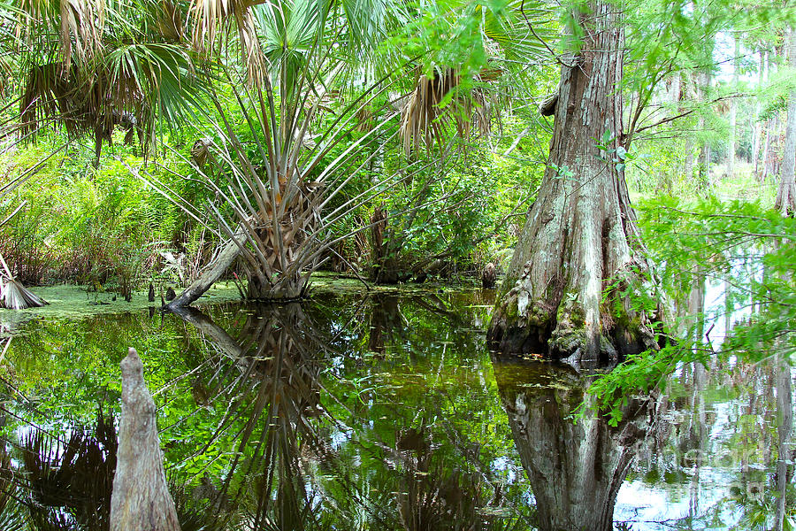 Tree Photograph - Florida Wetland by Carey Chen