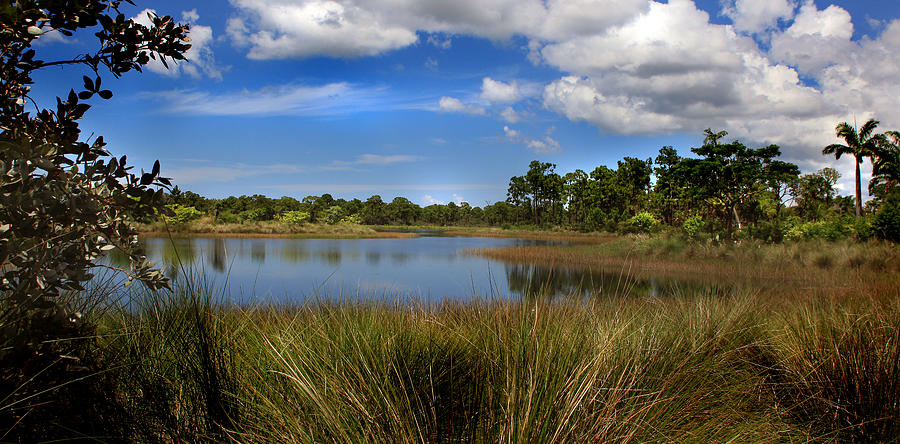 Florida Wetlands Photograph by Joseph G Holland