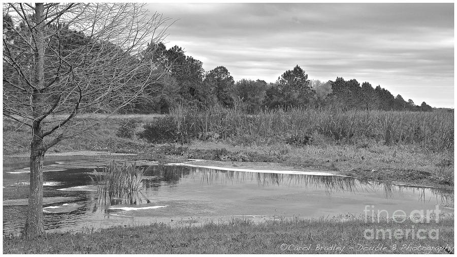 Florida Wetlands Winter Photograph by Carol  Bradley