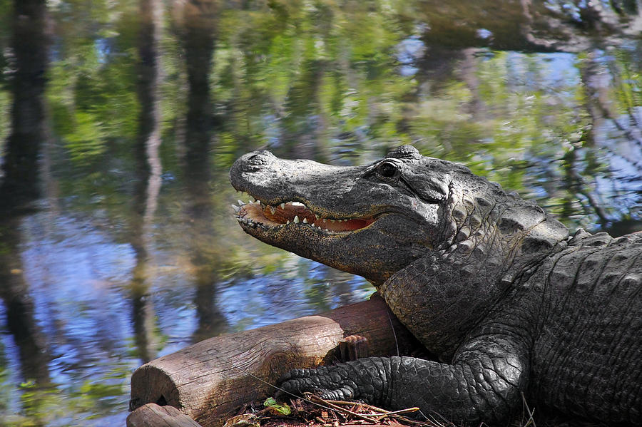 Florida - Where the Alligator smiles Photograph by Alexandra Till