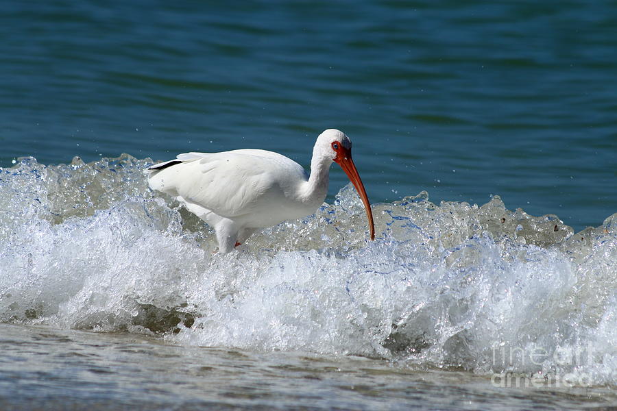 Florida White Ibis In The Surf Photograph by Christiane Schulze Art And Photography