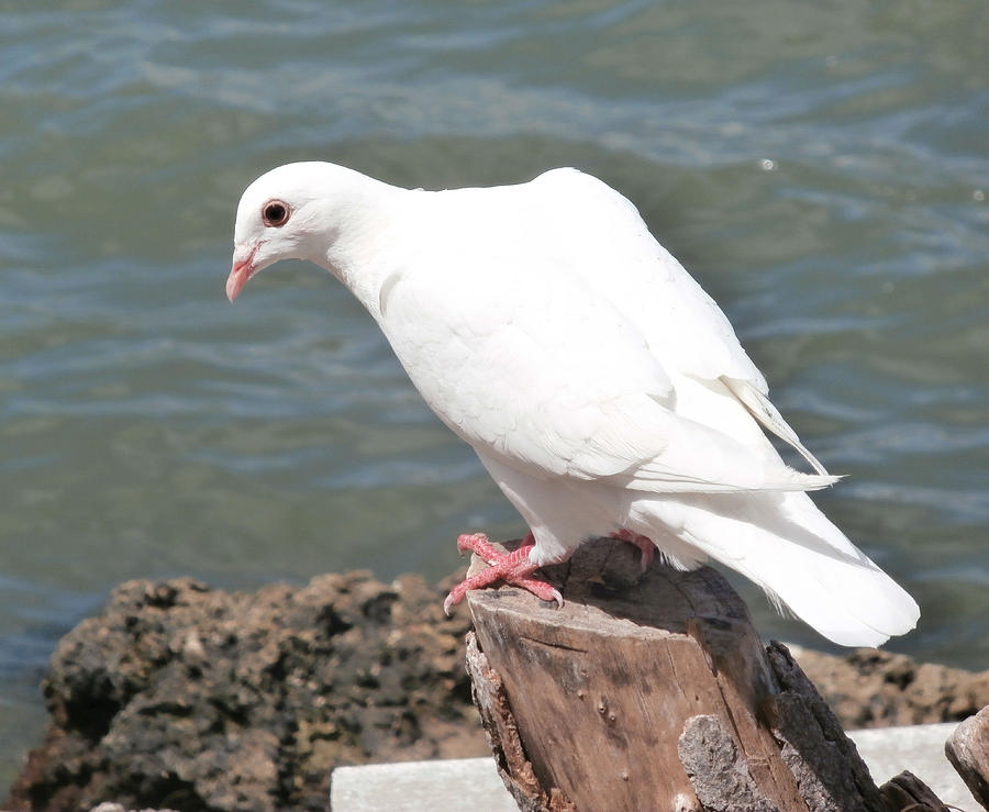 Florida White Pigeon Photograph by Richard Bryce and Family