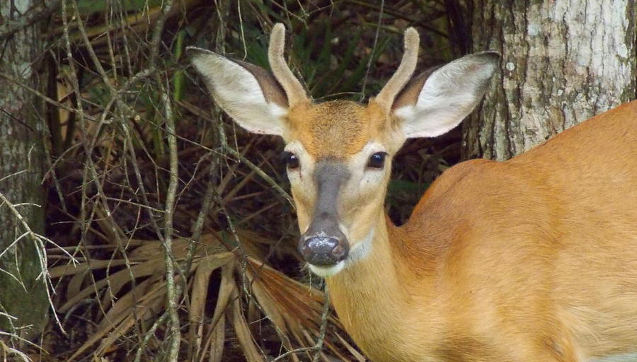 Florida White Tail Deer Spike 1 Photograph by Sheri McLeroy