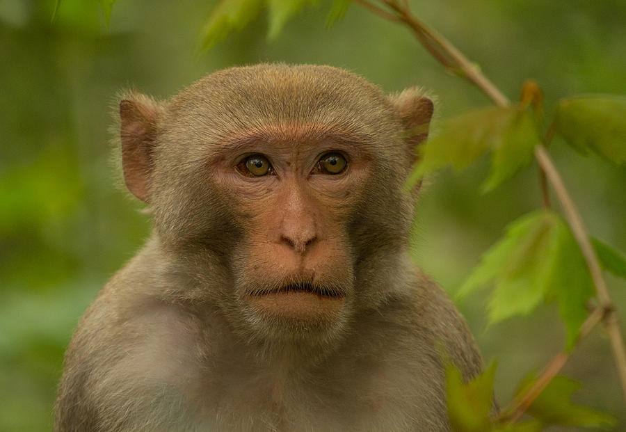 Feral Monkey - Florida Photograph by Doug McPherson
