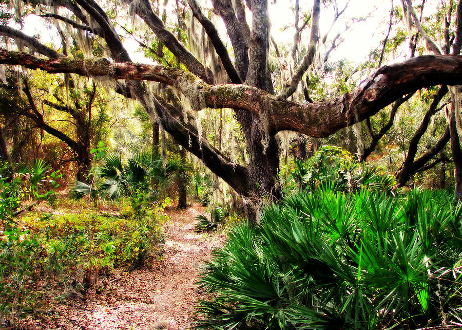 Florida Woods Photograph by Peggy Urban