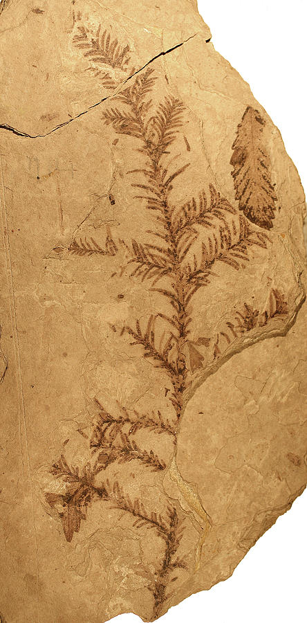 Florissant Formation Plant Fossil Photograph by Natural History Museum, London/science Photo Library