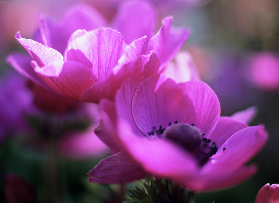 Florist's Anemone Flower Photograph by Rachel Warne/science Photo ...