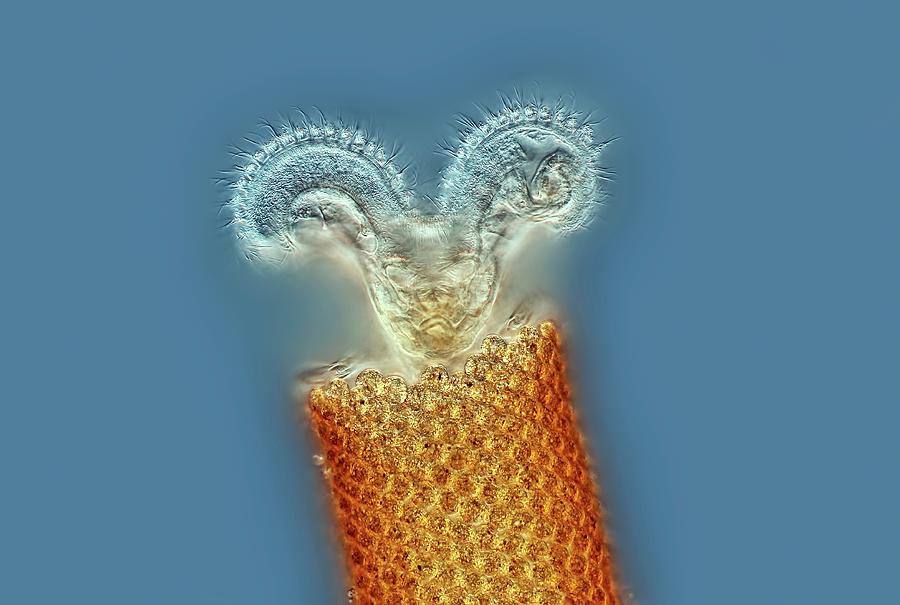 Floscularia Sp. Rotifer Photograph by Rogelio Moreno/science Photo Library