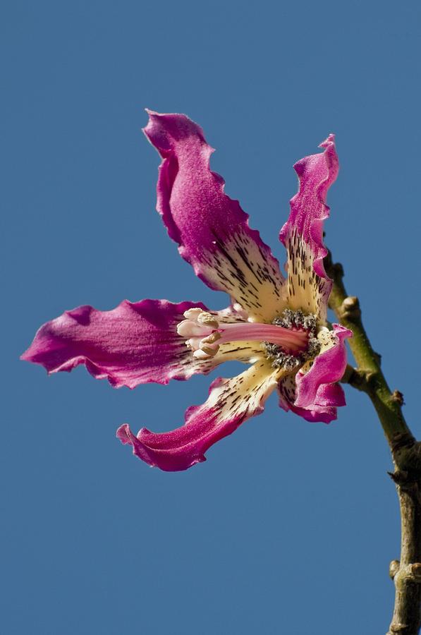 Floss Silk Tree Chorisia Speciosa Photograph By Science Photo Library