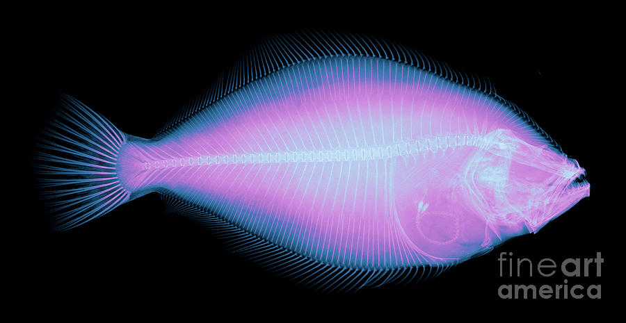 Flounder Fish X-ray Photograph by Ted Kinsman
