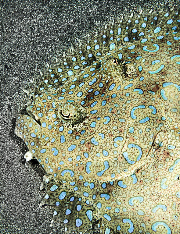Fish Photograph - Camouflaged Peacock Flounder by Jean Noren