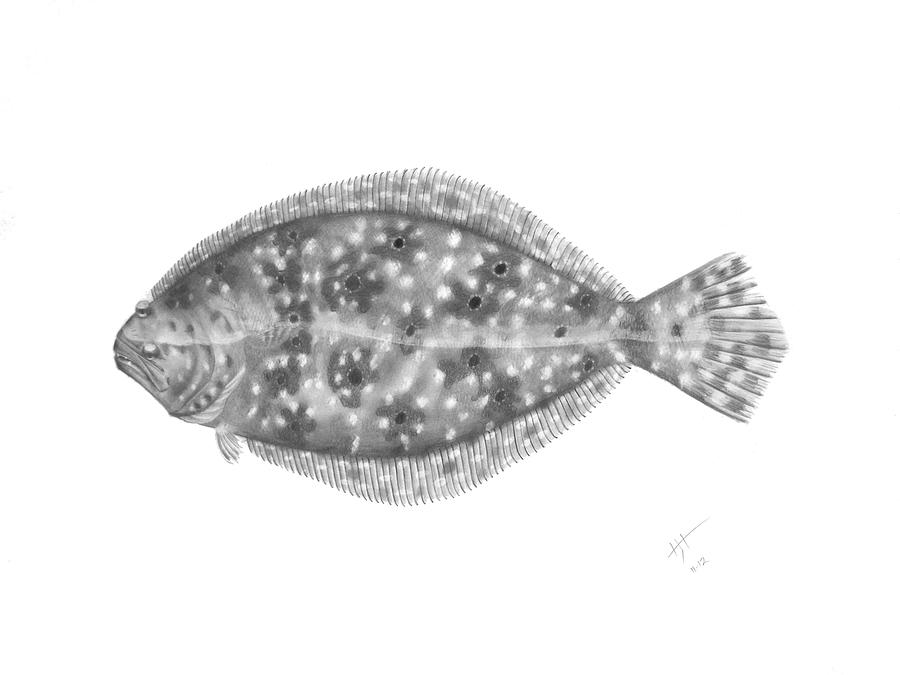 Flounder - Scientific Drawing by Hayden Hammond