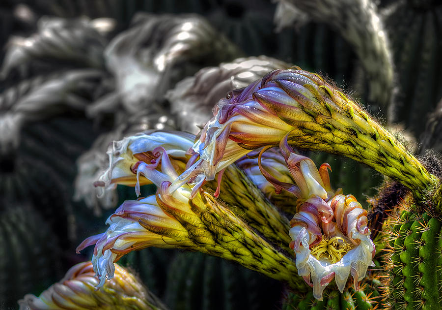 Flower Photograph - Flourish by Wayne Sherriff