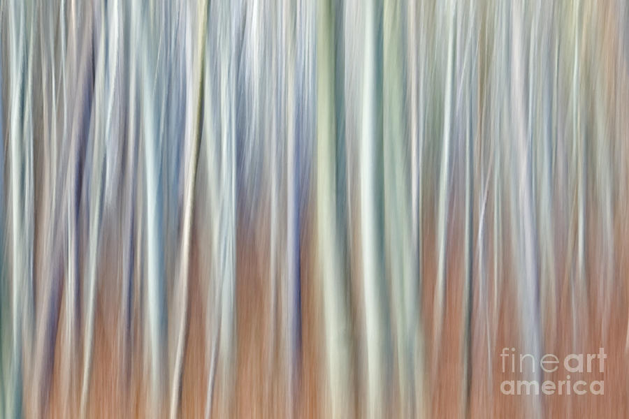 Tree Photograph - Flow of light I by Maria Ismanah Schulze-Vorberg