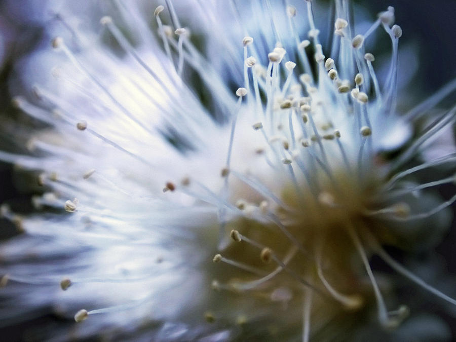 Flower Photograph - Flower 0729 by Damon Clarke