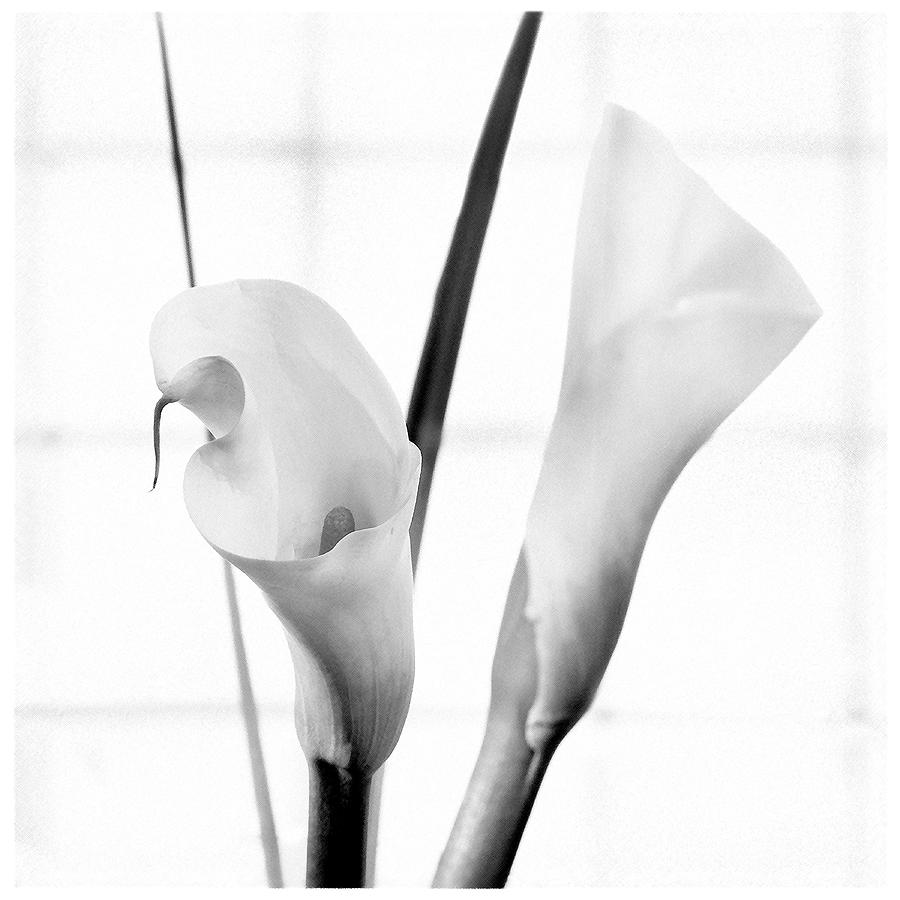 Calla Lily 2 Photograph by Mike McGlothlen