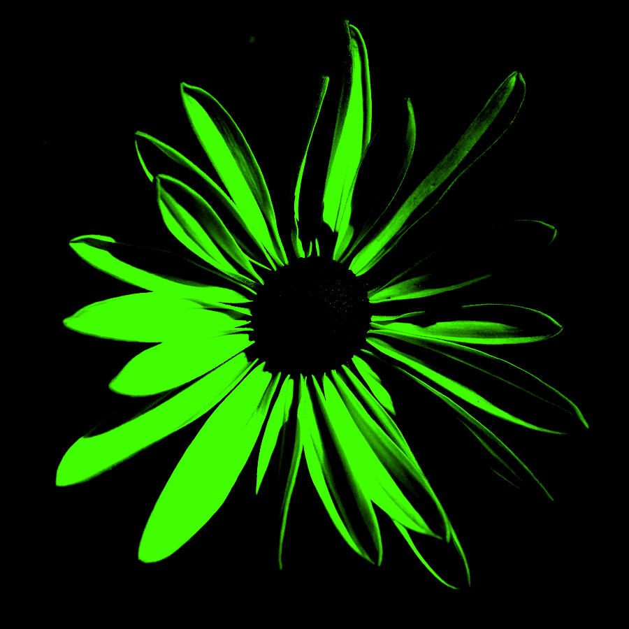 Flower Digital Art - Flower 12 by Maggy Marsh